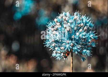 Graines d'ail, fleur d'ail. Bouquet de graines d'ail. Récolte future. Petites graines. Banque D'Images