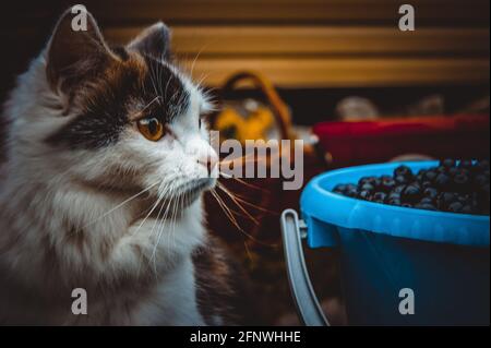 Chat tricolore surpris marchant dans la nature à côté d'un seau de bleuets. Banque D'Images