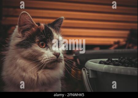 Chat tricolore surpris marchant dans la nature à côté d'un seau de bleuets. Banque D'Images