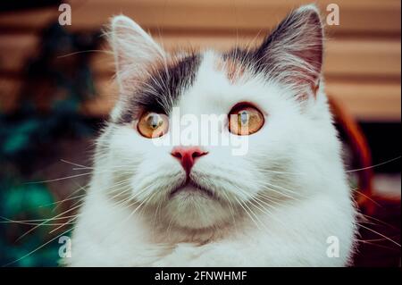 Chat tricolore surpris, marchant dans la nature. Banque D'Images