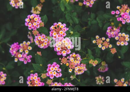 Lantana camara, buisson fleuri avec éclairage extérieur faible. Banque D'Images