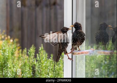 Deux étoiles, sturnus vulgaris, se battent sur place sur un mangeoire à suet de jardin Banque D'Images