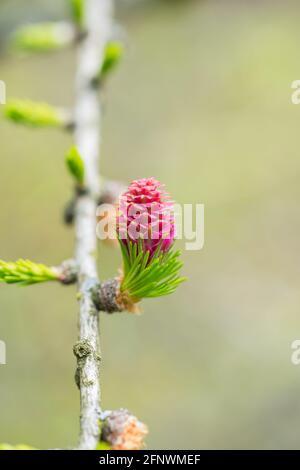 Cône rouge de mélèze européen (Larix decidua) sur une branche avec des aiguilles vertes fraîches au printemps Banque D'Images