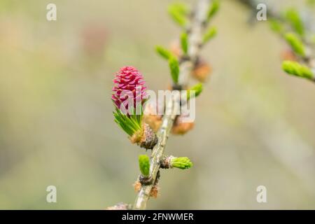 Cône rouge de mélèze européen (Larix decidua) sur une branche avec des aiguilles vertes fraîches au printemps Banque D'Images