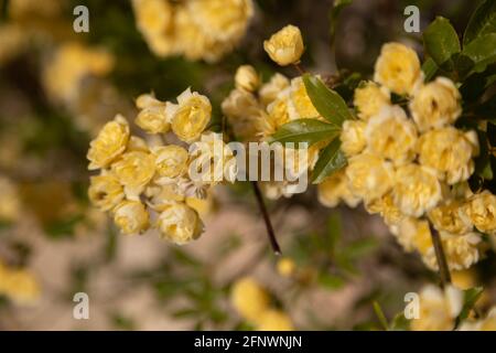 Rosa banksiae Lutea (rose des bancs jaunes) Banque D'Images