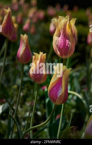 journée ensoleillée dans un jardin de tulipes roses et jaunes après une pluie Banque D'Images