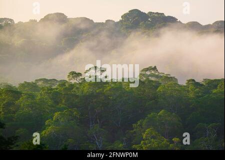 Paysage du Panama avec une forêt pluviale humide et brumeuse au lever du soleil à la réserve naturelle de Punta Patino, côte du Pacifique, province de Darien, République du Panama Banque D'Images