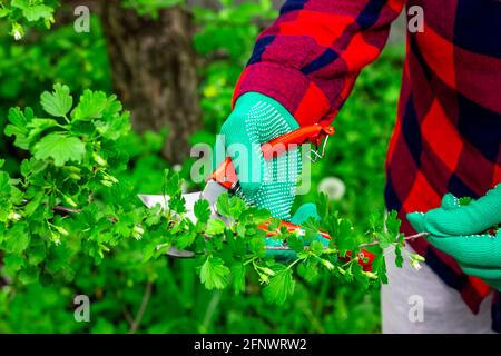 Le processus d'élagage des buissons dans le jardin. Une femme jardinière tond des buissons dans l'arrière-cour. Banque D'Images