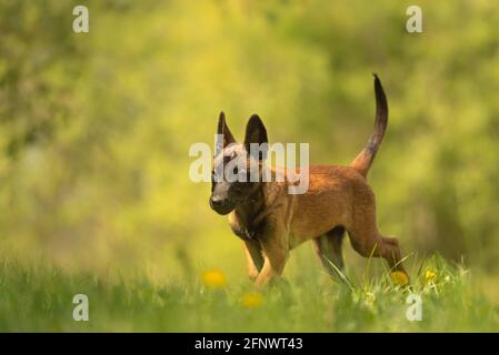 Chien de chiot Malinois sur un pré vert avec des pissenlits au printemps de la saison. Le chiot a 12 semaines. Banque D'Images