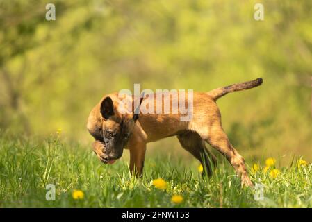 Chien de chiot Malinois sur un pré vert avec des pissenlits au printemps de la saison. Le chiot a 12 semaines. Banque D'Images