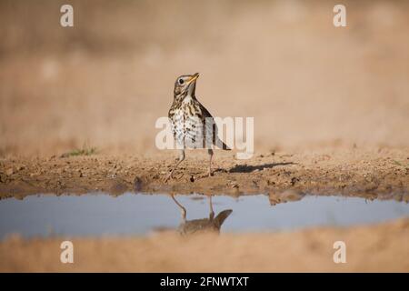 Grive musicienne (Turdus philomelos) Banque D'Images