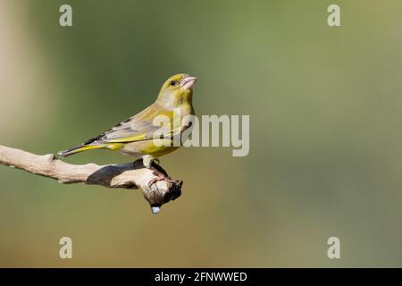 Le verdfinch européen ou simplement le verdfinch (chloris chloris) Banque D'Images