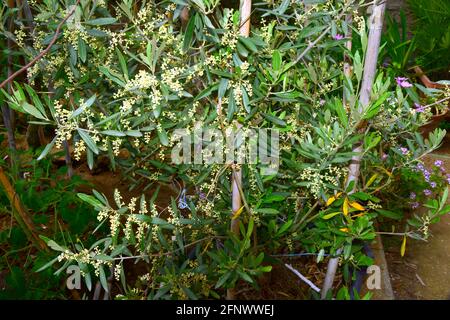 Olive, une plante qui permet la production d'huile à travers ses fruits Banque D'Images