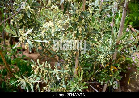 Olive, une plante qui permet la production d'huile à travers ses fruits Banque D'Images