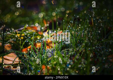 Couleurs d'automne. Matin. Des feuilles de chêne tombées ensoleillées avec de la glace fondue dans de l'herbe verte après la montée du soleil. Banque D'Images