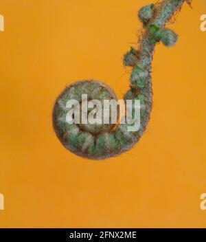 Une nouvelle vie illustrée par la jeune fougère fronde en se défaisant contre le jaune arrière-plan Banque D'Images