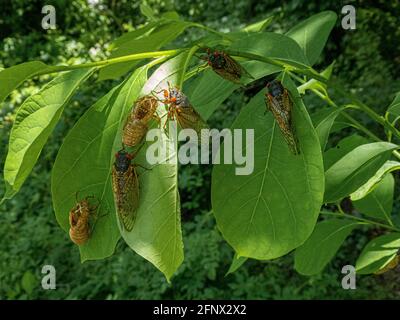 4 couvées adultes X cicada (Magicicada) avec 2 exosquelettes sur les feuilles vertes, Alexandrie, va Banque D'Images