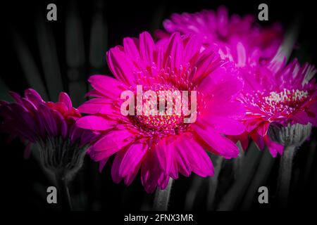 Gros plan de fleurs de Gerbera magenta colorées Banque D'Images