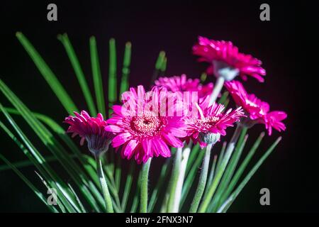 Gros plan de fleurs de Gerbera magenta colorées Banque D'Images