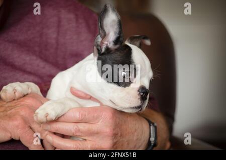 Le chiot de Boston Terrier mignon étant tenu dans les bras de homme sur ses genoux Banque D'Images