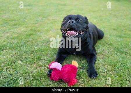 Joyeux chien souriant Staffordshire Bull Terrier allongé sur l'herbe avec un jouet rouge devant lui. Banque D'Images
