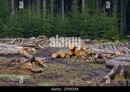 Tas de bois. Vue d'énormes piles de journaux. Banque D'Images