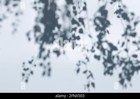 Effet de superposition des ombres pour la photo. Ombres des feuilles des arbres et des branches tropicales sur un mur blanc en plein soleil. Photo de haute qualité Banque D'Images