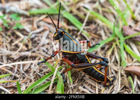 Sauterelle lubber de l'est de l'étape nymphe (Romalea microptera) - Crystal River, Floride, États-Unis Banque D'Images