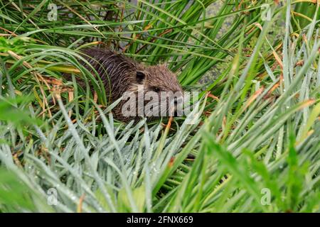 Münster, NRW, Allemagne. 19 mai 2021. Un bébé coypu cheeky grignote des plantes. Une famille de nutriments sauvages (également appelés coypu ou rat castor, coypus Myocastor), maman et ses trois bébés d'environ 4 semaines, ont pris résidence près de l'étang à Münster jardins botaniques, beaucoup pour le plaisir des visiteurs qui aiment observer la famille mignonne, mais à la consternation des jardiniers et du personnel qui ne sont pas autorisés à déplacer la famille, et se plaignent que les animaux non seulement se fauchent dans quelques plantes rares mais creusent également des terriers le long du remblai. Credit: Imagetraceur/Alamy Live News Banque D'Images