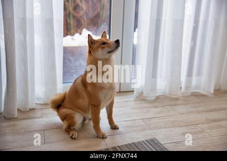 Shiba Inu chien femelle dans la chambre à proximité. Chien japonais à poil rouge de 1 an. Un animal domestique heureux. Banque D'Images