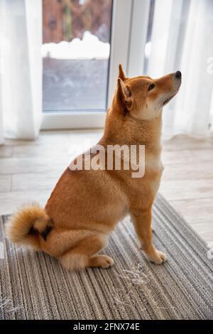 Shiba Inu chien femelle dans la chambre à proximité. Chien japonais à poil rouge de 1 an. Un animal domestique heureux. Banque D'Images