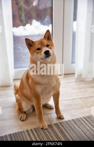 Shiba Inu chien femelle dans la chambre à proximité. Chien japonais à poil rouge de 1 an. Un animal domestique heureux. Banque D'Images