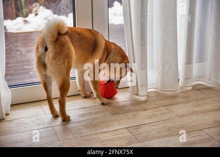 Shiba Inu chien femelle dans la chambre à proximité. Chien japonais à poil rouge de 1 an. Un animal domestique heureux. Banque D'Images