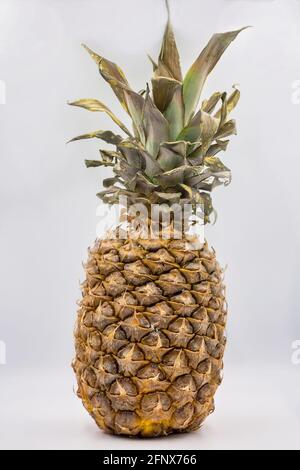 Studio de gros plan de fruits d'ananas entiers sur fond blanc. L'ananas, Ananas comosus, est une plante tropicale avec un fruit comestible. Banque D'Images
