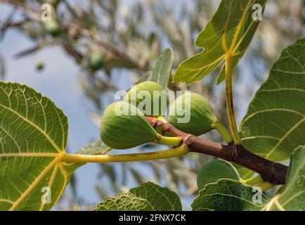 Figues sur les branches d'un vieil arbre figuier Banque D'Images