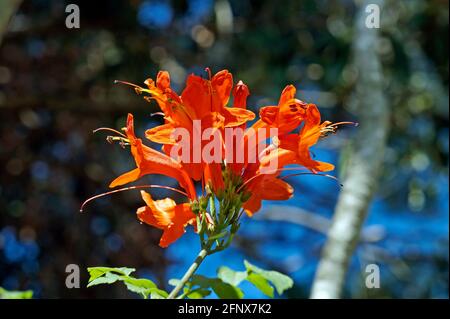 Fleurs de chèvrefeuille de Cap (Tecoma capensis) Banque D'Images