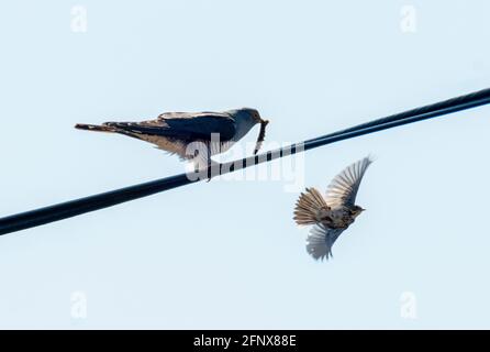 Common Cuckoo (Cuculus canorus) perché sur une ligne télégraphique tente d'attirer un Meadow Pipit avec une chenille, Isle of Colonsay, Écosse, Royaume-Uni. Banque D'Images