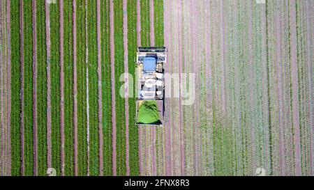 Récolte de haricots verts. Récolte mécanisée dans un grand champ d'agriculture de haricots verts. Banque D'Images