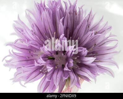 Image rapprochée d'une fleur de ciboulette violette isolée sur un fond blanc. Banque D'Images