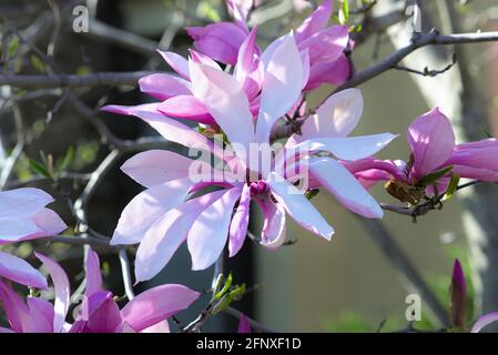 Magnifique magnolia violet (Magnolia liiflora) en pleine floraison dans un jardin Glebe à Ottawa, Ontario, Canada. Banque D'Images