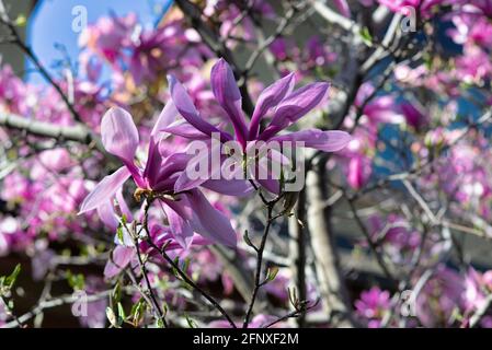 Magnifique magnolia violet (Magnolia liiflora) en pleine floraison dans un jardin Glebe à Ottawa, Ontario, Canada. Banque D'Images