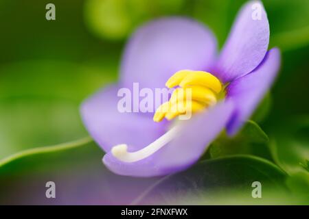 Violet persan, Exacum affine petite fleur pourpre closeup beauté bannière plante hobby Banque D'Images