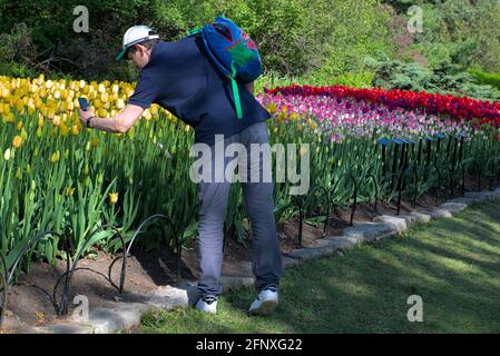 Une personne qui prend une photo de tulipes jaunes avec son smartphone un après-midi ensoleillé au Festival canadien des tulipes 2021 à Ottawa, Ontario, Canada. Banque D'Images