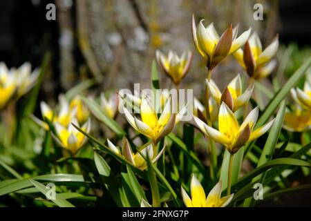 De belles tulipes du patrimoine jaune et blanc se baissent sous le soleil de la fin du printemps à Ottawa, Ontario, Canada. Banque D'Images