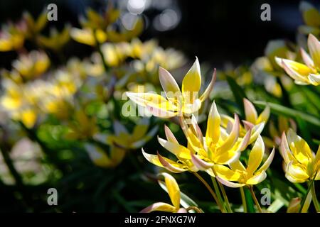 De belles tulipes du patrimoine jaune et blanc se baissent sous le soleil de la fin du printemps à Ottawa, Ontario, Canada. Banque D'Images