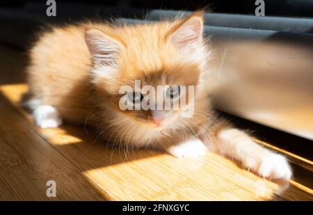 Un chaton au gingembre blanc et orange se trouve à la lumière du soleil près d'une fenêtre avec des ombres sur le parquet Banque D'Images