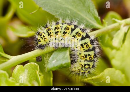 Moth Emperor, petit Moth Emperor (Saturnia Pavonia, Eudia Pavonia), chenille sur une tige, Autriche Banque D'Images