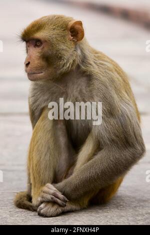 Le singe rhésus, rhésus macaque (Macaca mulatta), est assis sur le terrain, en Inde Banque D'Images