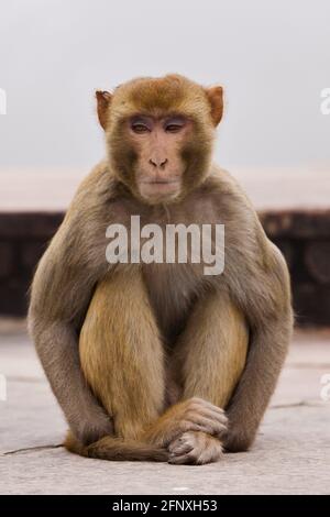 Le singe rhésus, rhésus macaque (Macaca mulatta), est assis sur le terrain, en Inde Banque D'Images