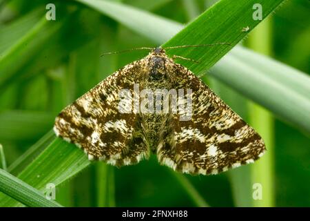 Héath commun (Ematurga atomaria), femelle assise sur une feuille, Autriche Banque D'Images